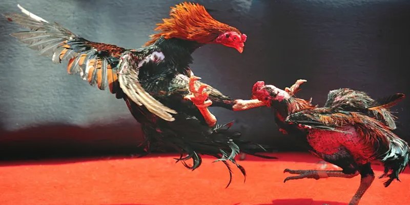 555wim c1 gà chọi