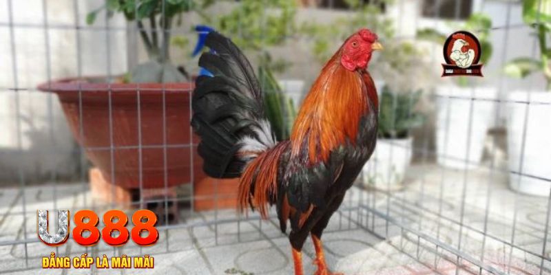 555wim game máy bay nổ hũ