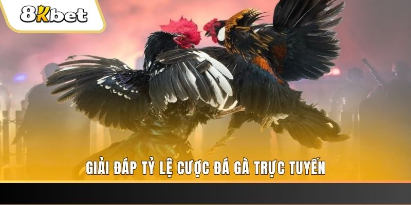 555wim xổ số ba đài