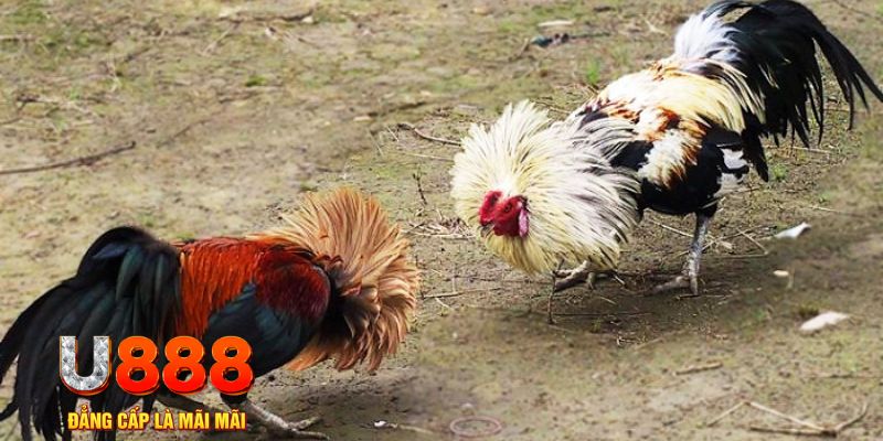 555wim game nổ hũ là gì